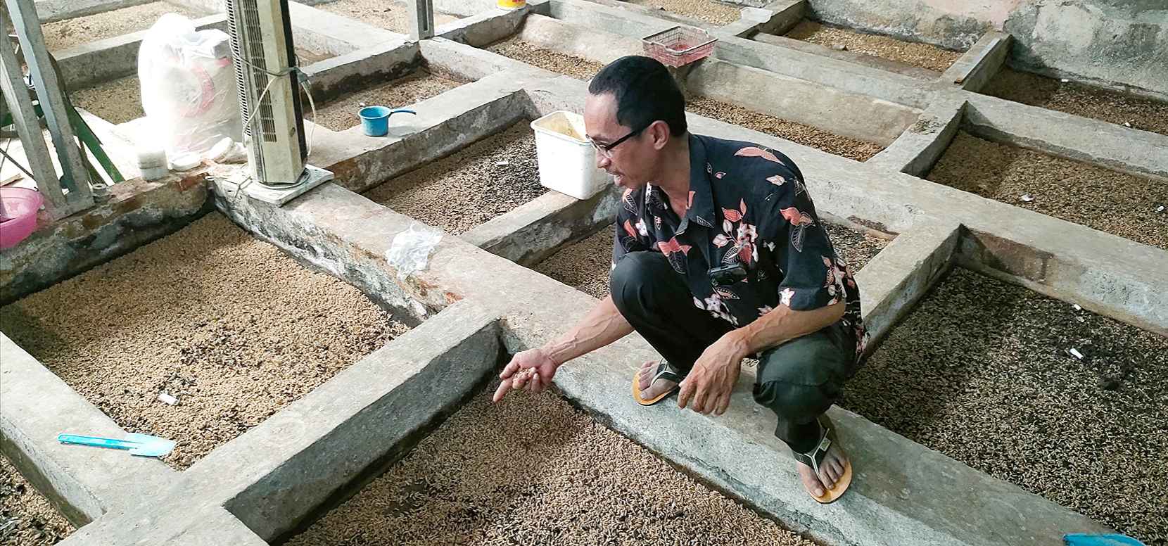 Mengintip Wawan Jimbung BSF, Budidaya Maggot Raih Omset Jutaan Rupiah