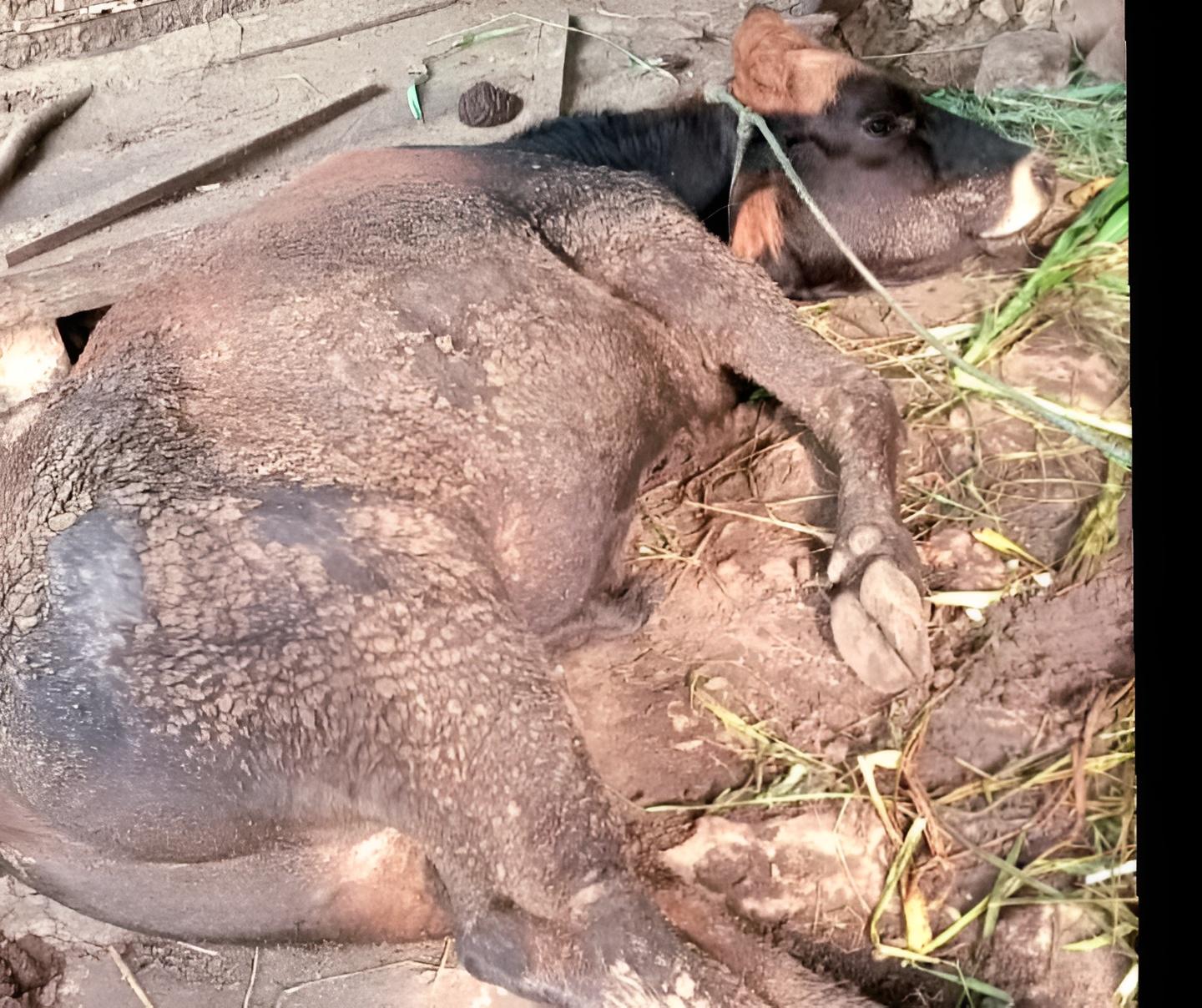 Antisipasi Antraks Disnakkeswan Gunungkidul 15 April 2025 Gelar Vaksinasi Ternak Massal