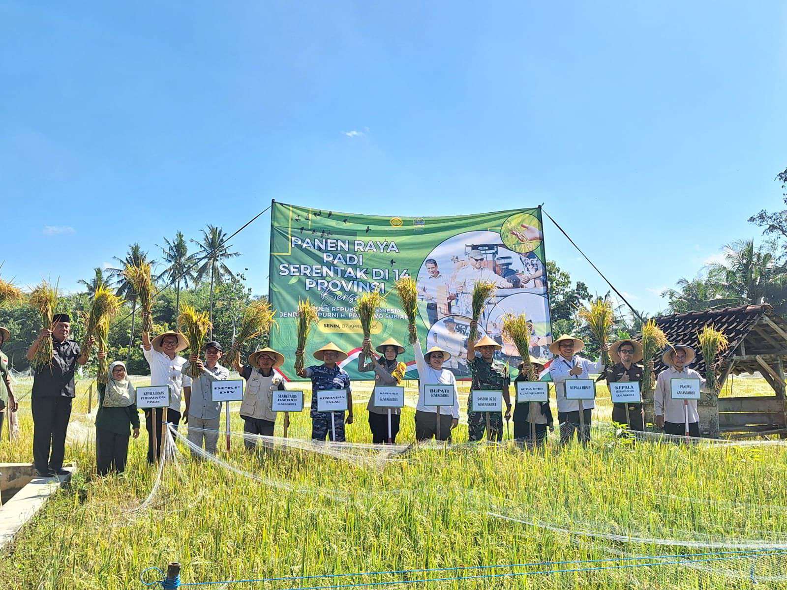 Panen Serentak Nasional 14 Provinsi, Kalurahan Bejiharjo Gungkidul Tidak Kentinggalan