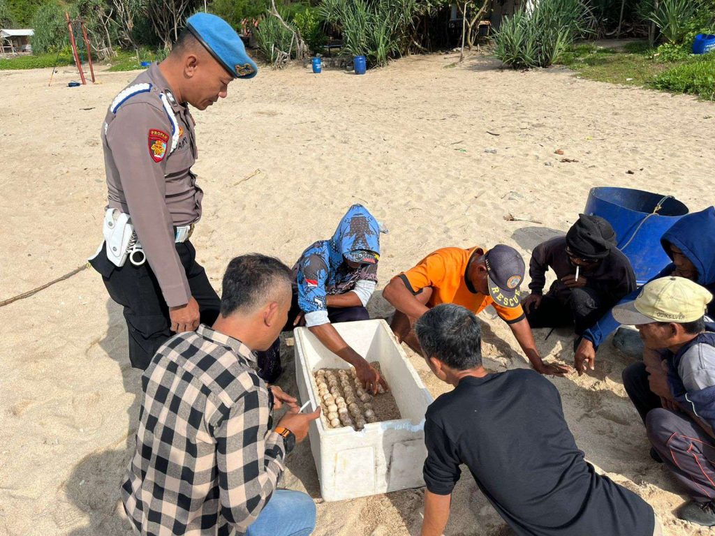 Tim SAR Kembali Temukan Telur Penyu, Kini di Pantai Jungwok