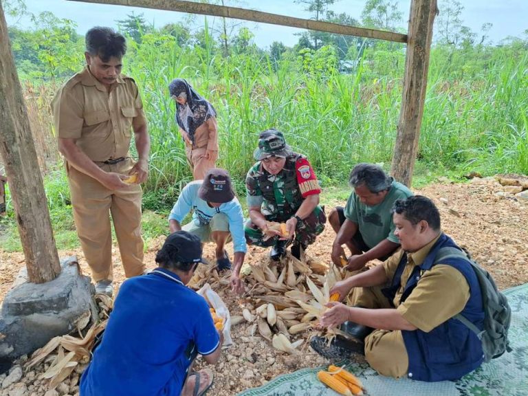 Dukung Ketahanan Pangan Polsek Wonosari Bersama Poktan Seneng Makmur Panen Raya Jagung