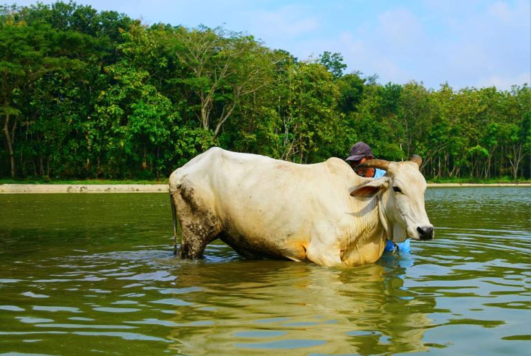 Lestarikan Tradisi Lokal Pemkab Gunungkidul Gerakan ‘Ngguyang Sapi Neng Tlogo, Nggayuh Prayogo’ Serpeng