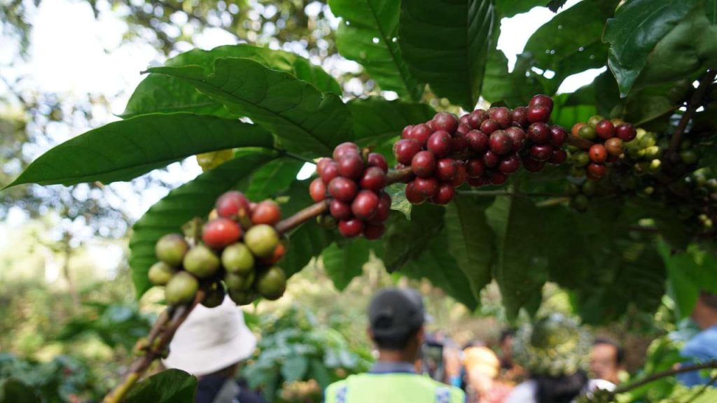 Selain Kondang Wisatanya Gunung Gambar Berhasil Kembangkan Budidaya Kopi