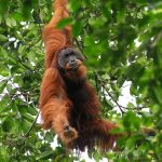 Kata Guru Besar UGM Soal Orangutan Punya Gaya Hidup Sehat Dari Manusia