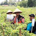 Manfaatkan Danais DIY, Warga Banyurejo Sleman Sukses Panen Cabai dan Semangka Raup Rp 77 Juta