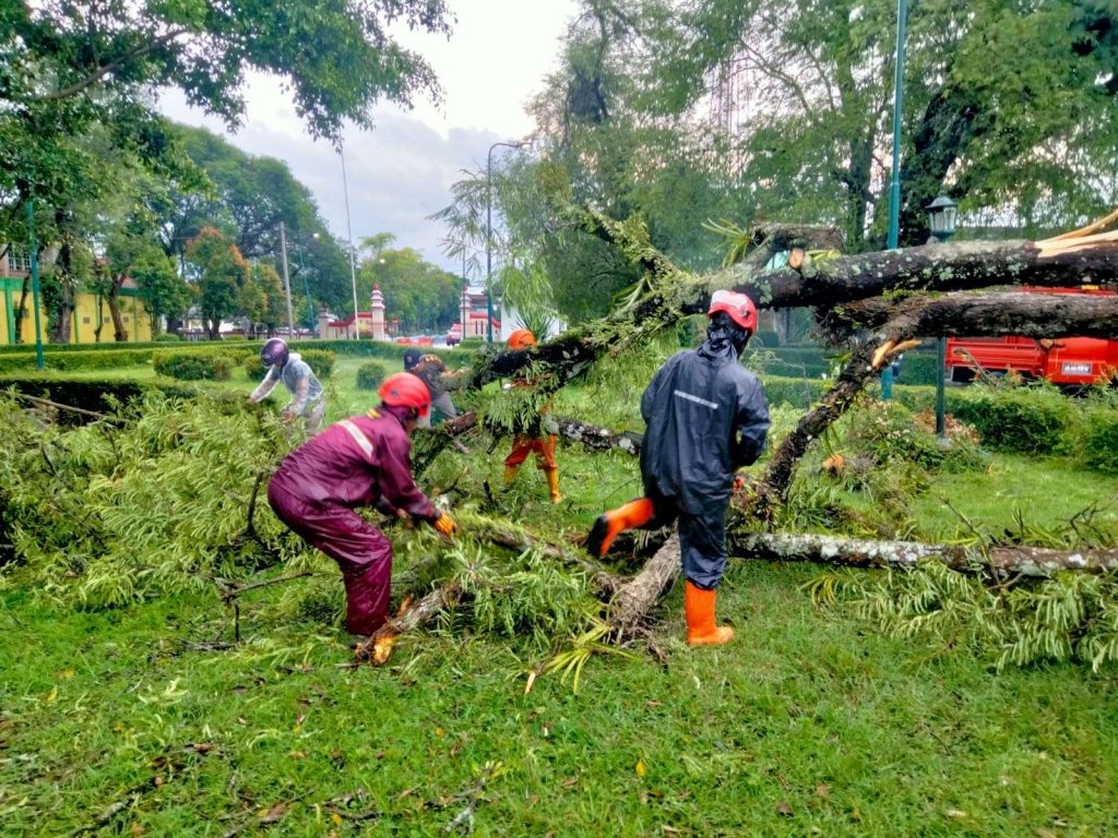 Hujan Deras Menyebabkan Pohon Ratusan Tahun Tumbang di Sekitar Rumah Dinas Bupati Gunungkidul