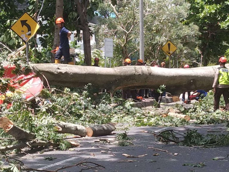 Insiden Pohon Tumbang Dua Orang Meninggal Dunia