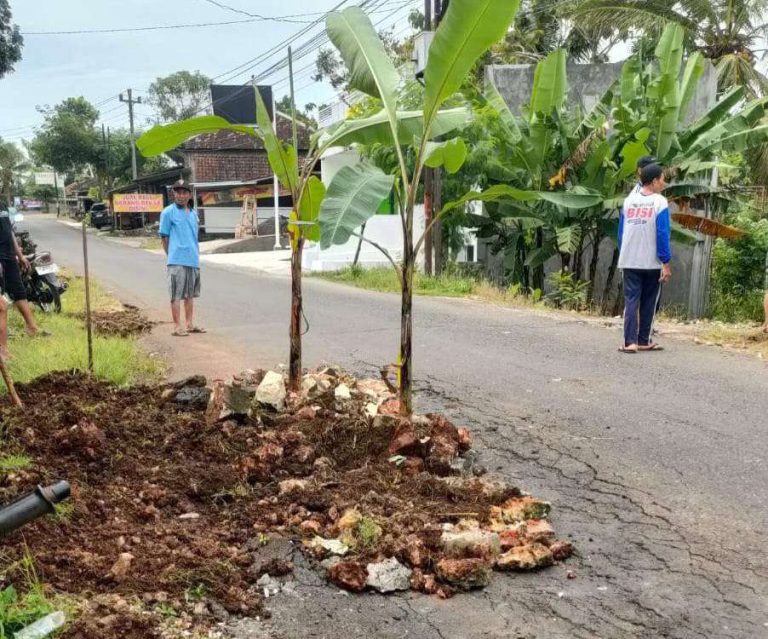 Kerap Terjadi Kecelakaan Warga Trowono B Tanami Pohon Pisang di Tengah Jalan