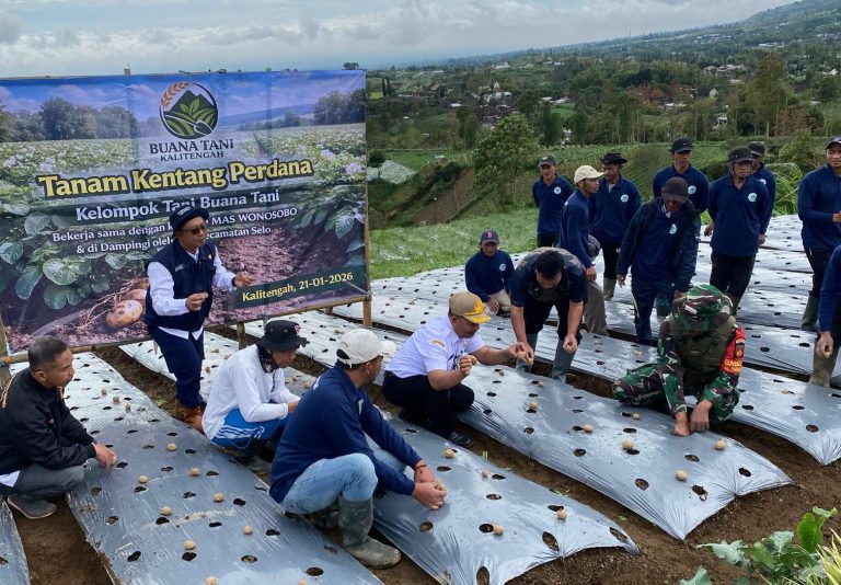 Kentang di Boyolali Berpotensi Besar Untuk Swasembada Pangan