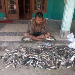 Sungai Belik Bantul Tercemar Limbah Misterius, Ribuan Ikan Mati Mendadak