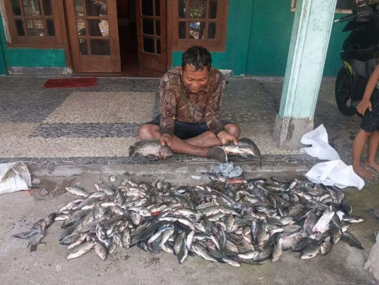 Sungai Belik Bantul Tercemar Limbah Misterius, Ribuan Ikan Mati Mendadak