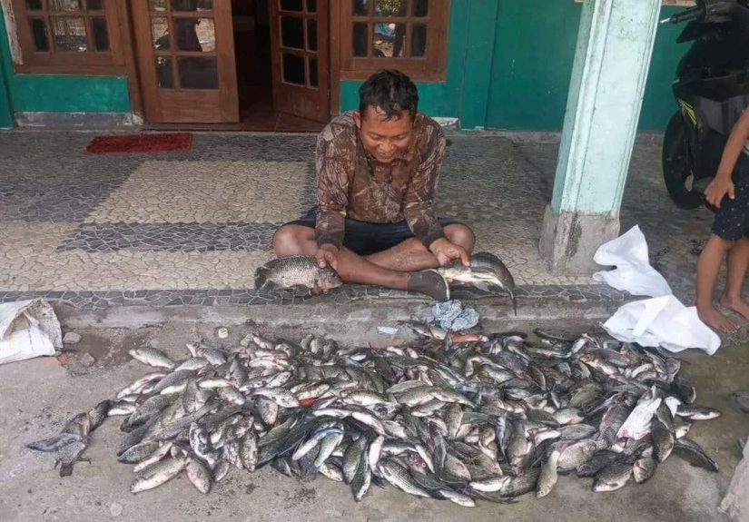 Sungai Belik Bantul Tercemar Limbah Misterius, Ribuan Ikan Mati Mendadak