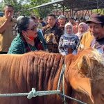 Lumbung Hewan Kurban! Gunungkidul Siapkan 37.000 Ekor, Sapi dan Kambing Siap Pasok ke Seluruh DIY