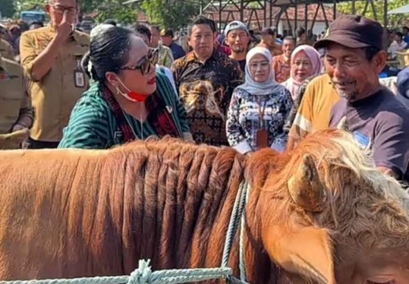 Lumbung Hewan Kurban! Gunungkidul Siapkan 37.000 Ekor, Sapi dan Kambing Siap Pasok ke Seluruh DIY