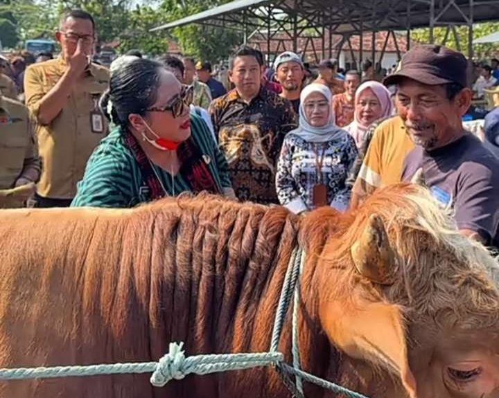Lumbung Hewan Kurban! Gunungkidul Siapkan 37.000 Ekor, Sapi dan Kambing Siap Pasok ke Seluruh DIY