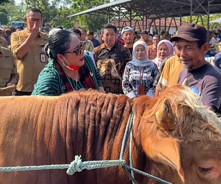 Lumbung Hewan Kurban! Gunungkidul Siapkan 37.000 Ekor, Sapi dan Kambing Siap Pasok ke Seluruh DIY