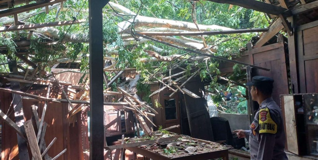 Pohon Besar Jenis Segawe Tumbang Menimpa Rumah Carik Purwodadi, Tidak Ada Korban Jiwa