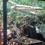 Pohon Besar Jenis Segawe Tumbang Menimpa Rumah Carik Purwodadi, Tidak Ada Korban Jiwa