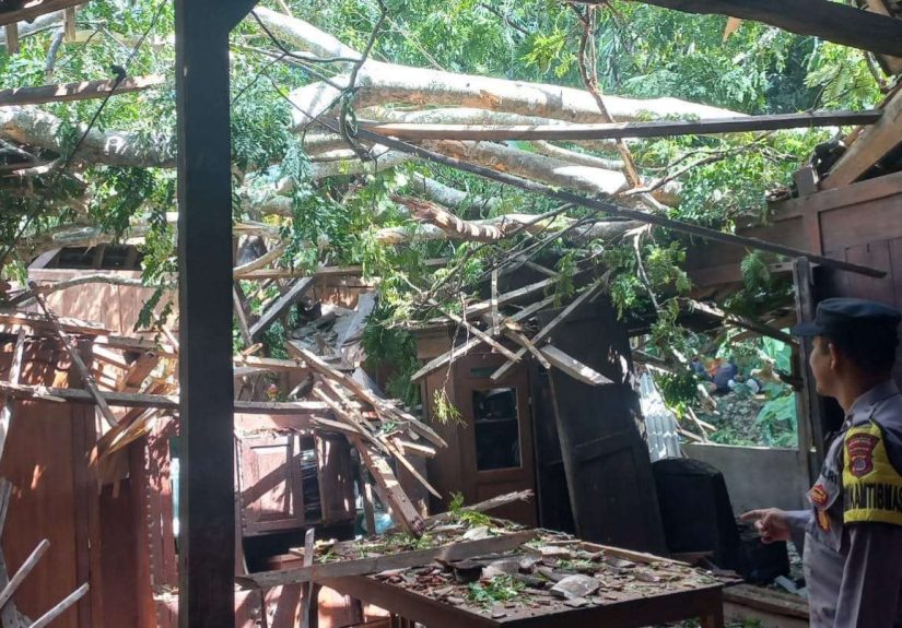 Pohon Besar Jenis Segawe Tumbang Menimpa Rumah Carik Purwodadi, Tidak Ada Korban Jiwa