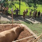 Serahkan 51 Hewan Kurban, Pemkab Gunungkidul Kolaborasi Lintas Sektor Dukung Ekonomi Lokal