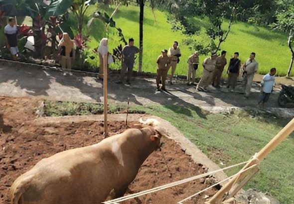 Serahkan 51 Hewan Kurban, Pemkab Gunungkidul Kolaborasi Lintas Sektor Dukung Ekonomi Lokal
