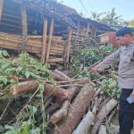 Musibah Tertimpa Pohon Karet: Warga Kayugerit Meninggal Dalam Perjalanan ke Rumah Sakit
