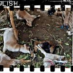 Compress_20260902_143023_3790